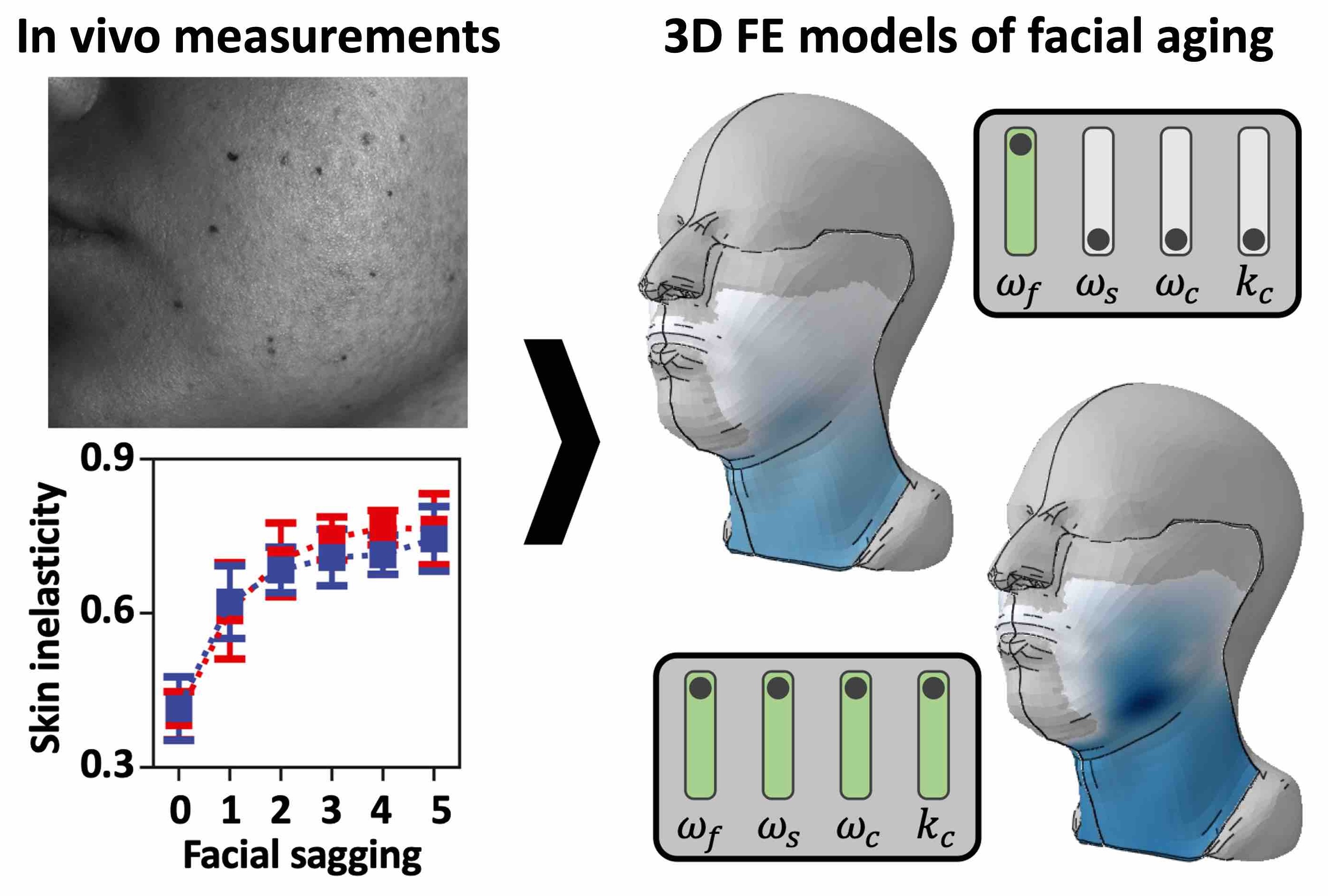 Face modelling image
